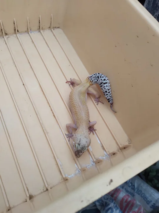 Tres reptiles exóticos fueron rescatados por la Patrulla Ambiental en Córdoba • Canal C